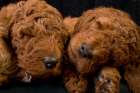 Standard poodle puppies sleeping Art Print